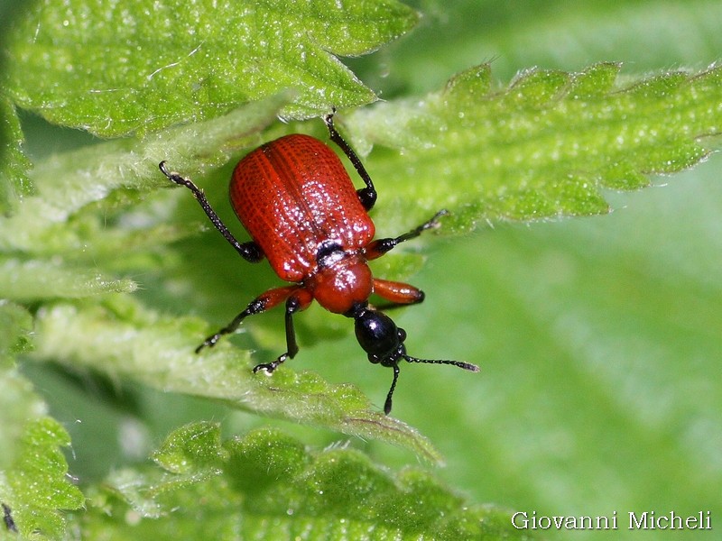 Attelabidae: Apoderus coryli